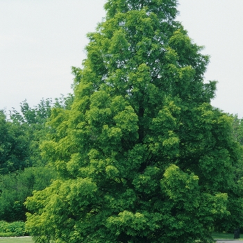 Metasequoia glyptostroboides (Dawn Redwood) - Dawn Redwood