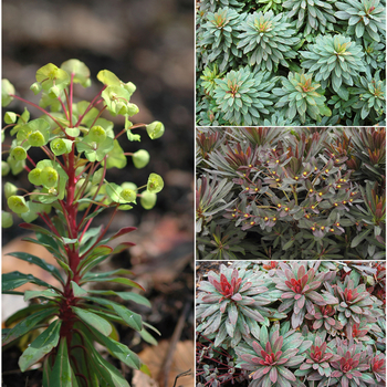 Euphorbia ''Multiple Varieties'' (Spurge) - Multiple Varieties Spurge