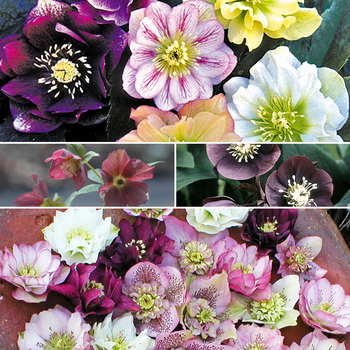Multiple Varieties - Helleborus - Lenten Rose