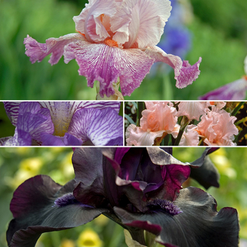 Iris germanica (Assorted Bearded Iris) - Assorted Bearded Iris