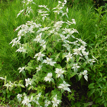 Pycnanthemum muticum (Short-Toothed Mountain Mint) - Short-Toothed Mountain Mint