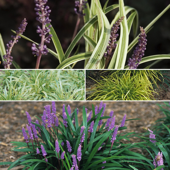Liriope ''Multiple Varieties'' (Lily-turf) - Multiple Varieties Lily-turf