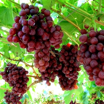Vitis vinifera ''Flame Seedless'' (Grape) - Flame Seedless Grape