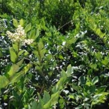 Ligustrum lucidium (Glossy Privet) - Glossy Privet