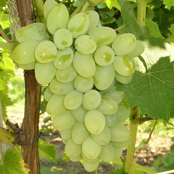 Vitis ''Marquis'' (Grape) - Marquis Grape Vitis ''Marquis'' (Grape) - Marquis Grape