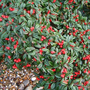 Cotoneaster salicifolia (Willowleaf Cotoneaster) - Willowleaf Cotoneaster