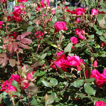 Rosa ''Radtkopink'' PP18507, CPBR 3757 (Shrub Rose) - Knock Out® Pink Double