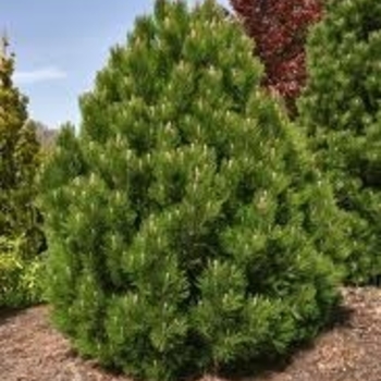 Pinus heldreichii (leucodermis) ''Mint Truffle'' (Bosnian Pine) - Mint Truffle Bosnian Pine