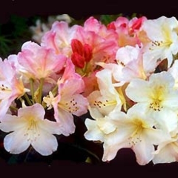 Rhododendron - 'Percy Wiseman'