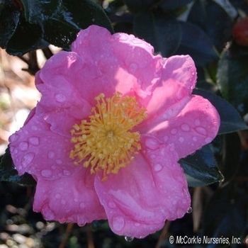 Camellia sasanqua - 'Pink Serenade'