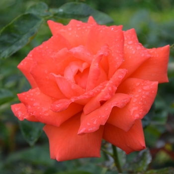 Rosa ''Tropicana'' (Rose) - Tropicana Rose