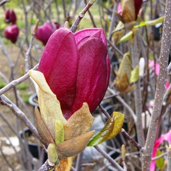 Magnolia liliflora ''Nigra'' (Magnolia) - Nigra Magnolia