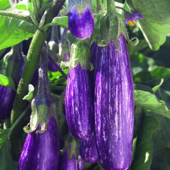 Solanum melongena ''Fairy Tale'' (Eggplant) - Fairy Tale Eggplant