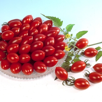 Lycopersicon esculentum - 'Sugary F1' Tomato