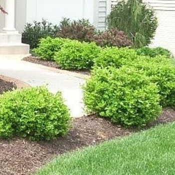 Buxus sinica var. insularis (microphylla) ''Tide Hill'' (Boxwood) - Tide Hill Boxwood