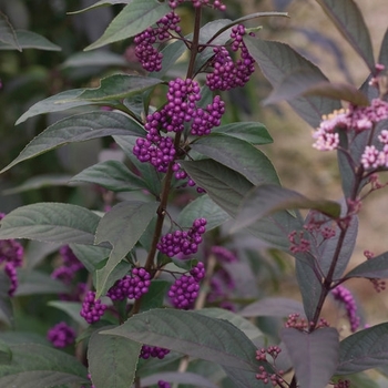 Callicarpa ''NCCX1'' PP 26,000 (Beautyberry) - Purple Pearls® Beautyberry