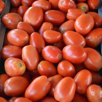 Lycopersicon esculentum - 'Roma' Plum Tomato