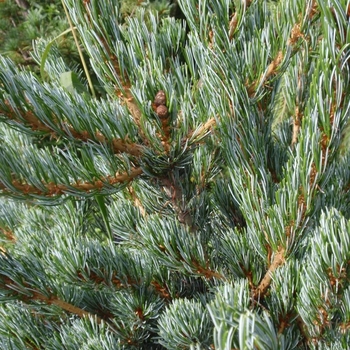 Pinus parviflora ''Cleary'' (Japanese White Pine) - Cleary Japanese White Pine