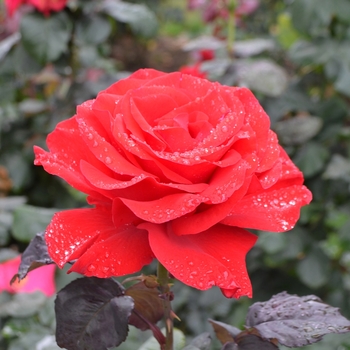 Rosa ''Legend'' (Hybrid Tea Rose) - Legend Hybrid Tea Rose
