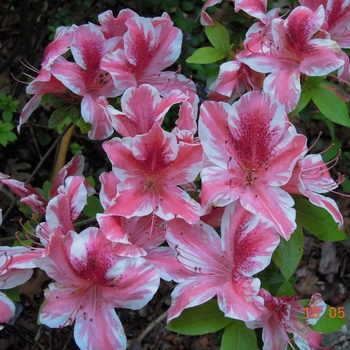 Rhododendron - 'Ben Morrison' Azalea