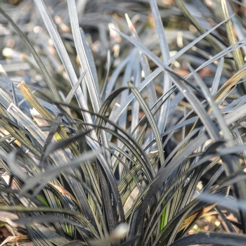 Ophiopogon planiscapus ''Nigrescens'' (Black Mondo Grass) - Nigrescens Black Mondo Grass