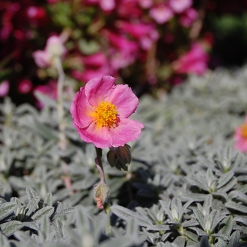 Helianthemum nummularium 'Wisley Pink' - Sunrose