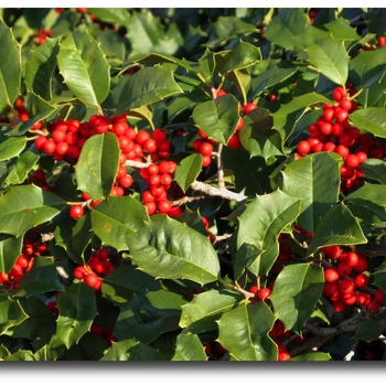 Ilex ''Conive'' (Red Holly) - Festive™ Red Holly