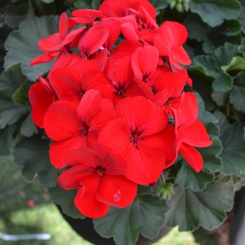 Pelargonium ''Sarita Dark Red'' (Interspecific Geranium) - Sarita Dark Red Interspecific Geranium