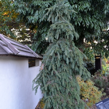 Picea glauca ''Pendula'' (Weeping White Spruce) - Pendula Weeping White Spruce