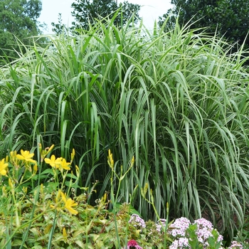 Miscanthus sinensis ''Cosmopolitan'' (Maiden Grass) - Cosmopolitan Maiden Grass