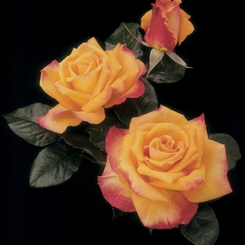 Rosa - 'Chris Evert' Hybrid Tea Rose