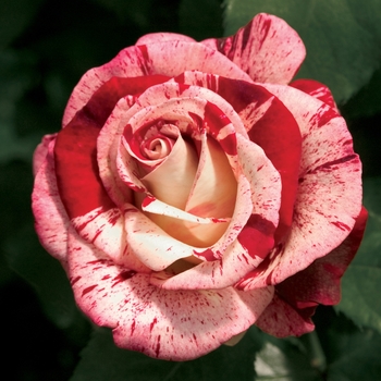 Rosa - 'Rock & Roll™' Grandiflora Rose