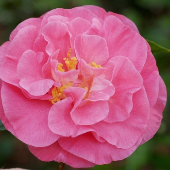 Camellia japonica - 'Marie Bracey' Marie Bracey Camellia
