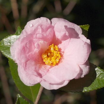 Camellia 'Winter's Dream' - Winter's Dream Camellia