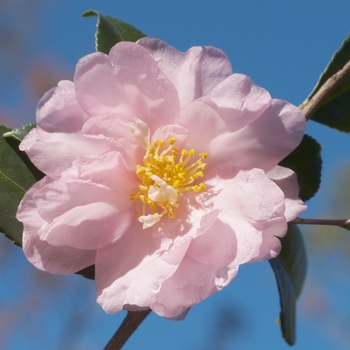 Camellia 'Winter's Interlude' - Winter's Interlude Camellia