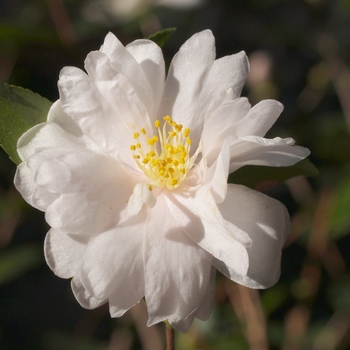 Camellia 'Winter's Rose' - Winter's Rose Camellia