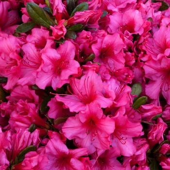 Rhododendron Girard hybrid - 'Girard Roberta' Azalea