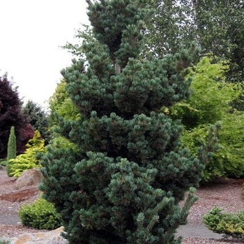 Pinus parviflora ''Glauca Brevifolia'' (Japanese White Pine) - Glauca Brevifolia Japanese White Pine