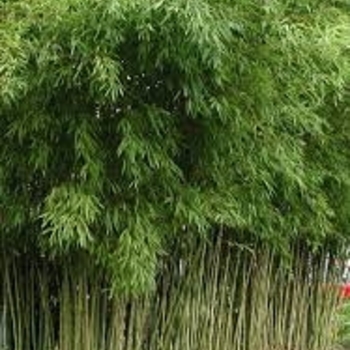 Phyllostachys aurea (Fishpole Bamboo) - Fishpole Bamboo