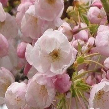 Prunus x yedoensis ''Akebono'' (Yoshino Cherry) - Akebono Yoshino Cherry