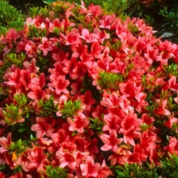Rhododendron Satsuki hybrid - 'Flame Creeper' Azalea