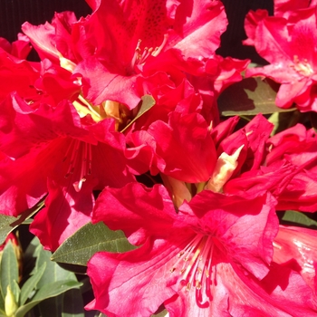 Rhododendron - 'Jean Marie de Montague'