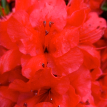 Rhododendron Girard hybrid - 'Girard's Scarlet' Azalea