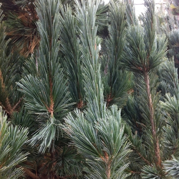 Pinus flexilis ''Vanderwolf''s Pyramid'' (Limber Pine) - Vanderwolf''s Pyramid Limber Pine