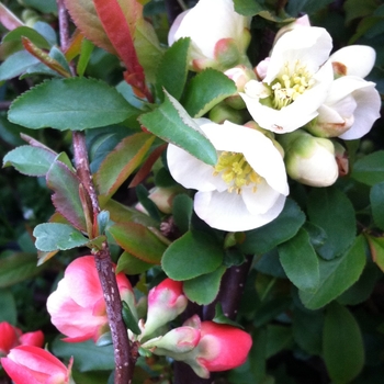 Chaenomeles speciosa ''Toyo Nishiki'' (Japanese Flowering Quince) - Toyo Nishiki Japanese Flowering Quince