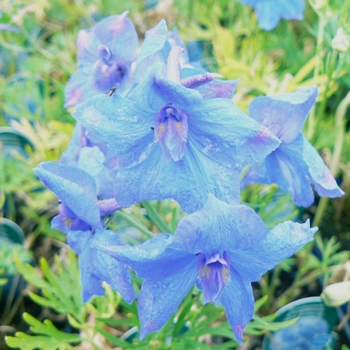 Delphinium grandiflorum ''Blue Butterfly'' (Chinese Larkspur) - Blue Butterfly Chinese Larkspur