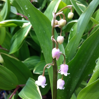 Convallaria majalis var. rosea - Pink Lily-of-the-Valley