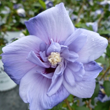 Hibiscus syriacus ''Marina'' PP12680 - Blue Satin® Rose of Sharon