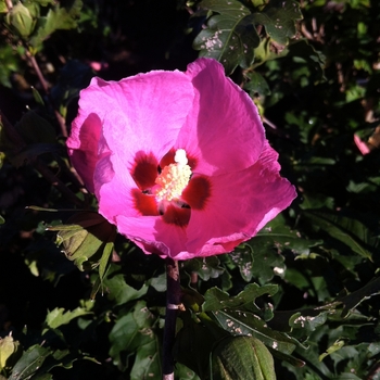 Hibiscus syriacus - 'Aphrodite' Rose of Sharon