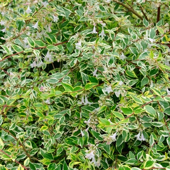 Abelia x grandiflora ''Twist of Lime™'' (Glossy Abelia) - Twist of Lime™ Glossy Abelia